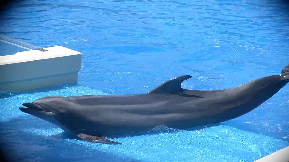 A dolphin swims in a blue pool, jumping with an elegantly curved dorsal fin.