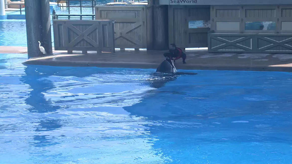A dolphin in a water pool during a show at an animal park.