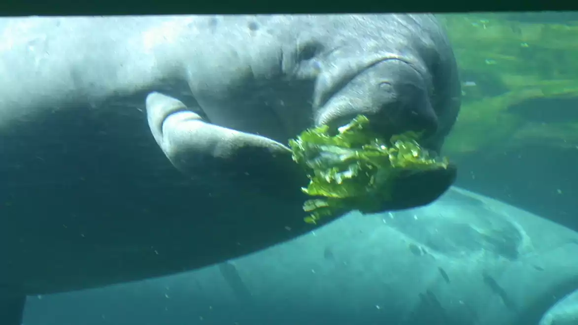 A manatee underwater eating seaweed.