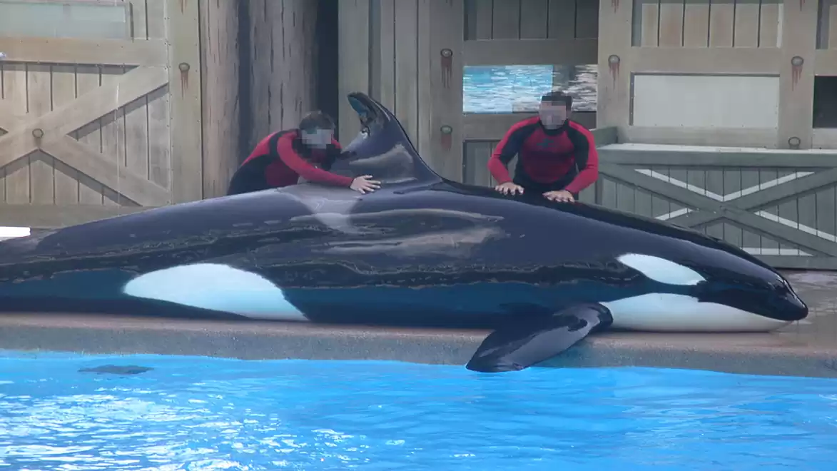 Two people in red wetsuits interacting with an orca on a platform in a water park.