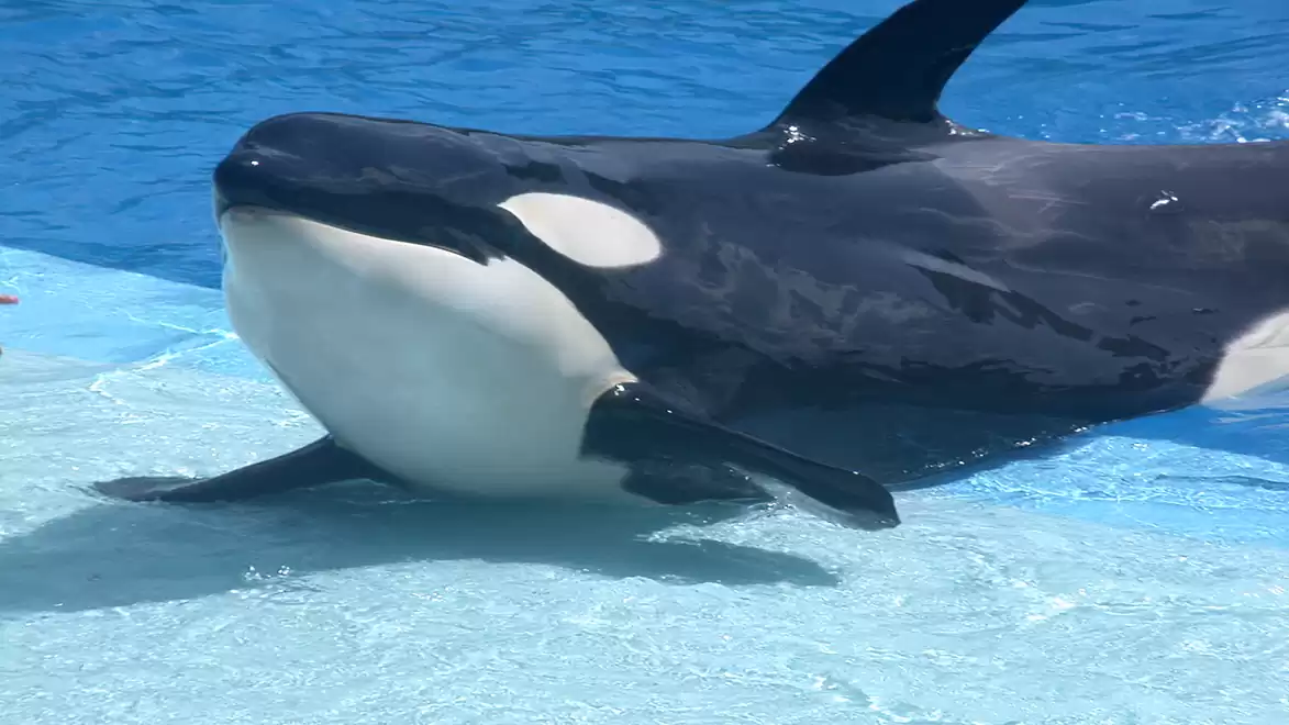 An orca whale rests partially on a light blue surface in a pool of water.