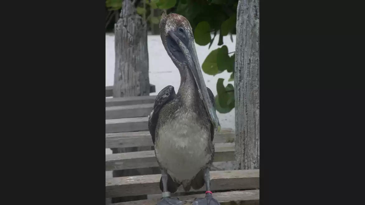 A pelican sitting on a wooden pier with a green background.