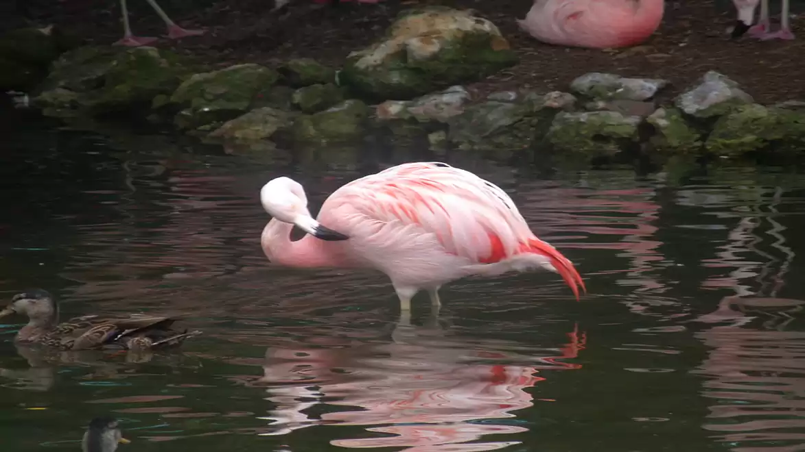 A pink flamingo stands in the water of a pond, surrounded by rocks and other birds.