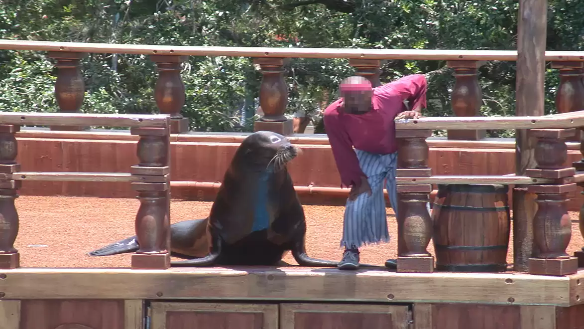 A man in a pirate costume interacts with a sea lion on a wooden platform outdoors, surrounded by green trees.