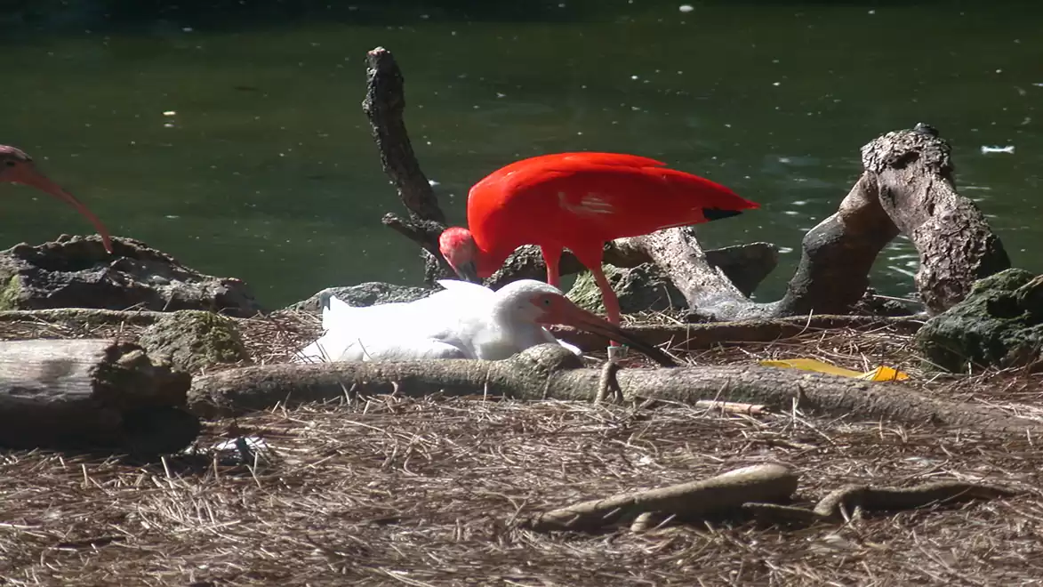 A red and a white bird resting on natural ground next to a waterway.
