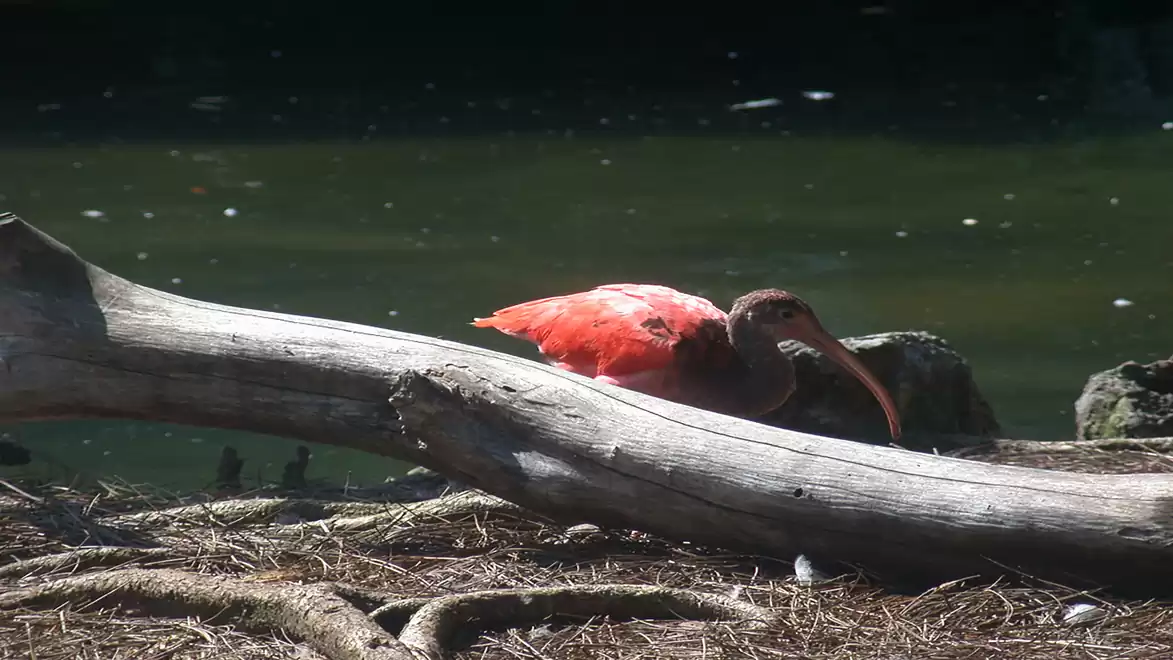 A red bird, likely a Scarlet Ibis, stands on a log by the edge of a body of water.