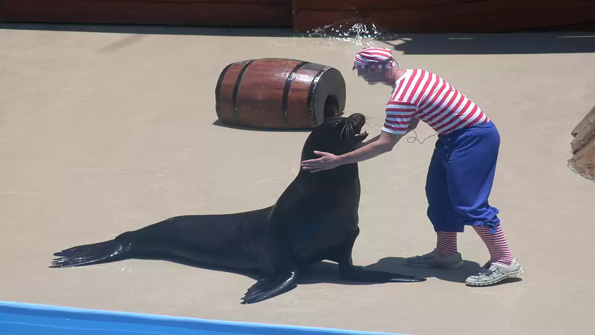 A sea lion interacts with a clown wearing a red and white striped shirt next to a wooden barrel in an arena show.