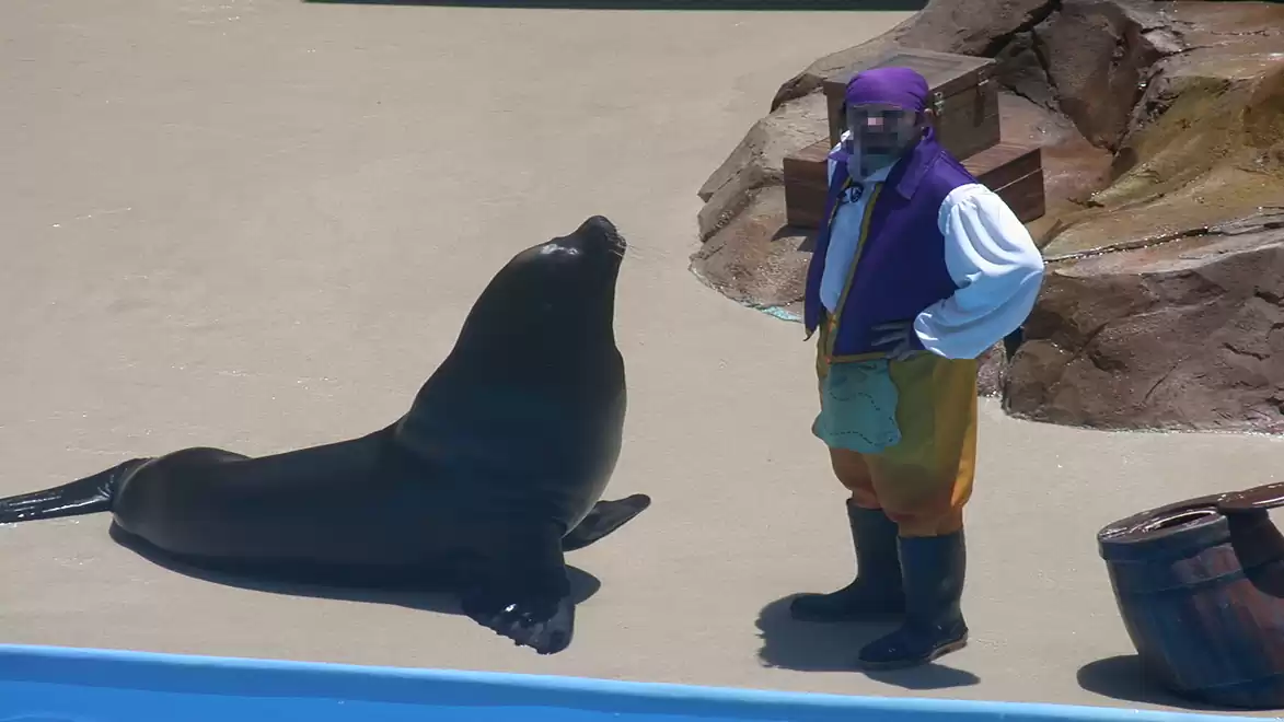 A sea lion sits next to a man in pirate costume in a zoo.