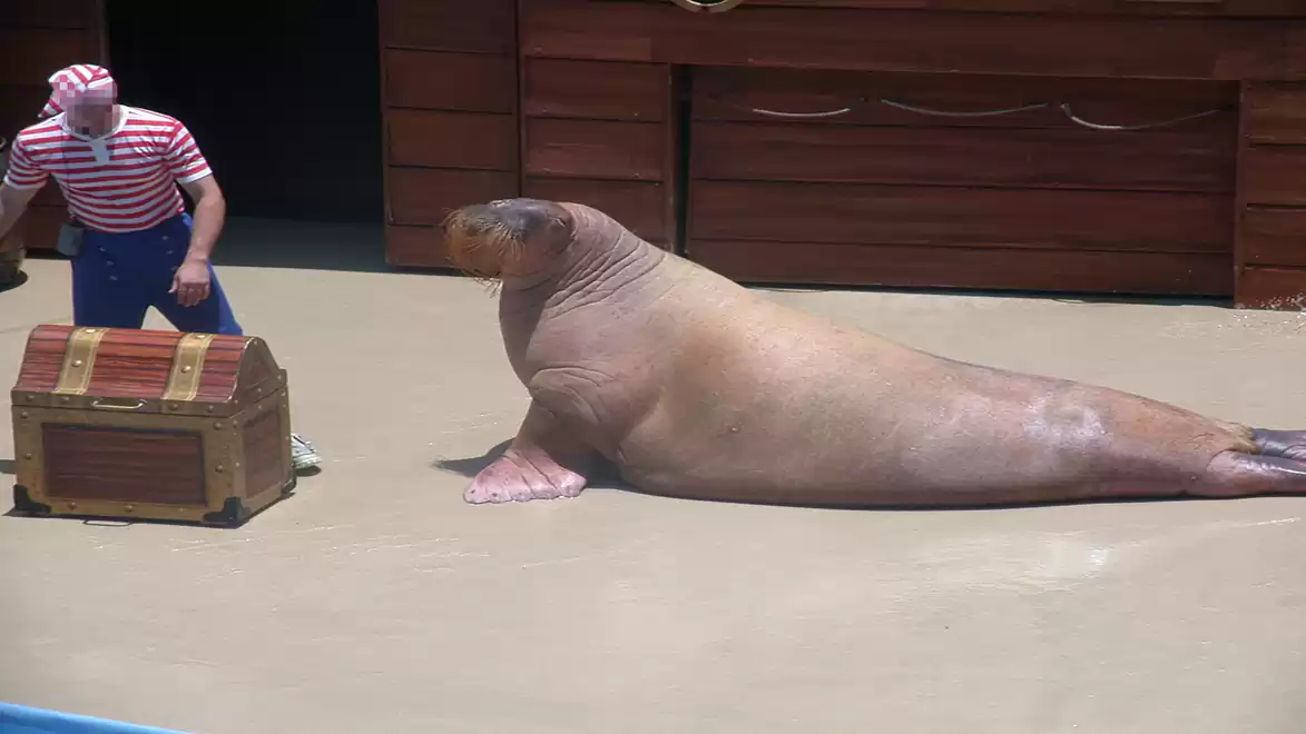 A sea lion lies on a stage next to a treasure chest and a man dressed as a sailor.