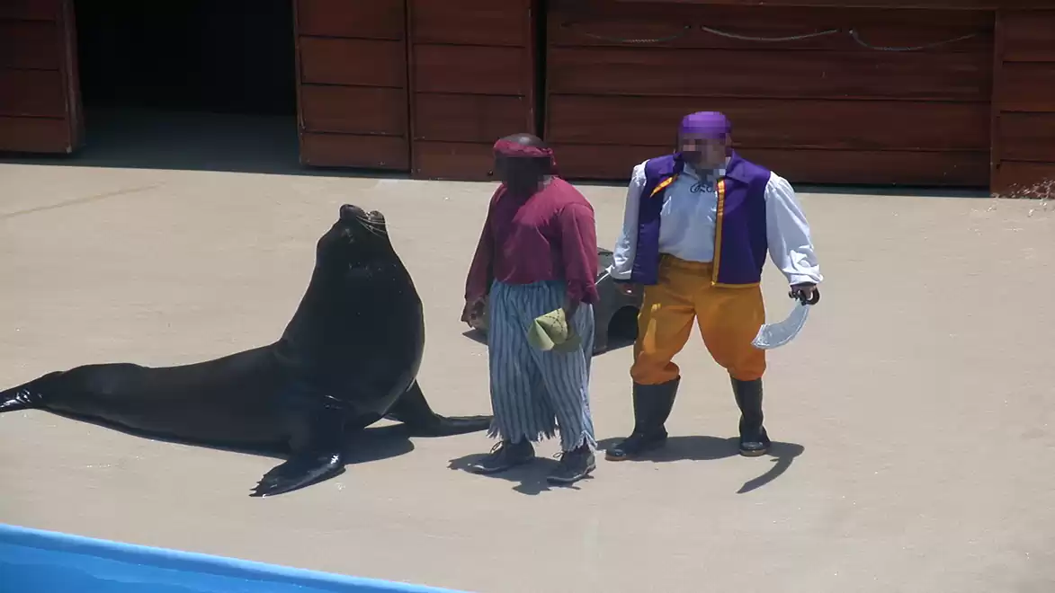 A sea lion performs a show with two costumed actors dressed in colorful outfits.