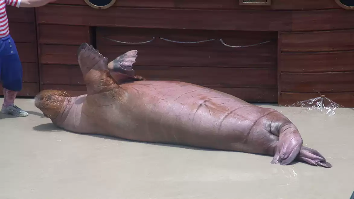 A large sea lion lies on its back on a stage, while a person stands next to it. The scene appears to be part of a show or performance.