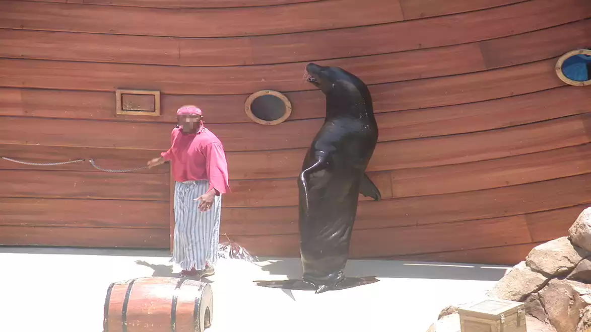 A sea lion stands upright next to a man in colorful clothing in front of a wooden backdrop. Wooden crates are in the foreground.