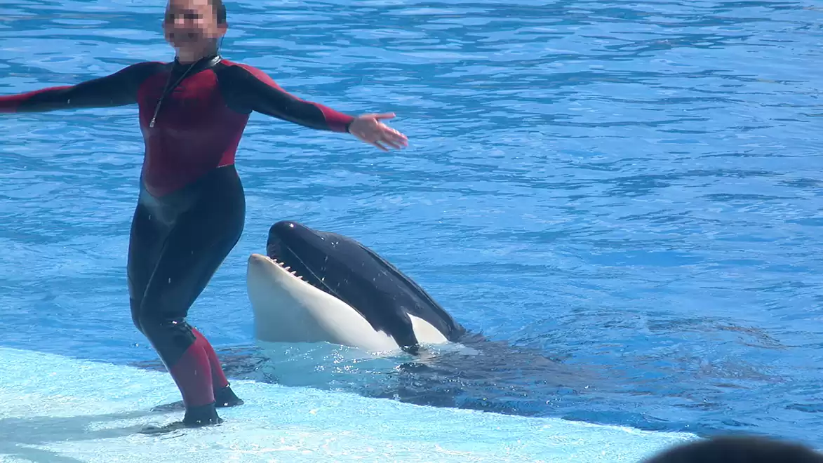 A trainer in a red wetsuit stands on a platform in an aquarium with an orca in the water behind them.