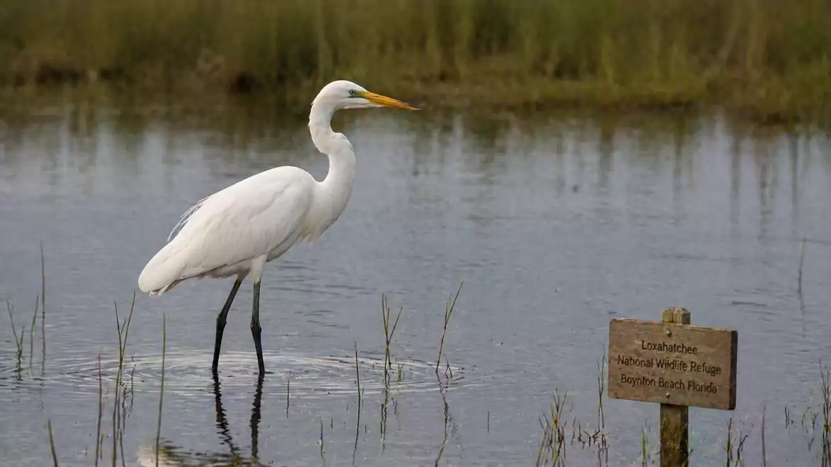 A white heron stands in calm water, surrounded by grass and a sign.