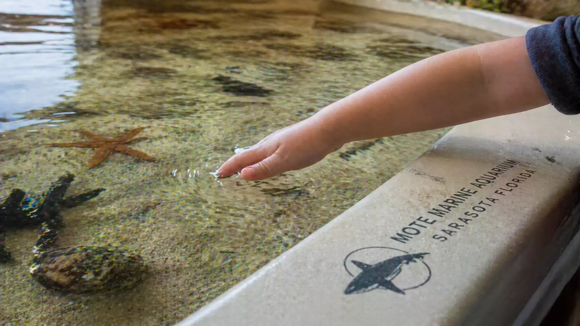 A child reaches their hand over a water tank with starfish and other marine life at the Mote Marine Laboratory in Sarasota, Florida.