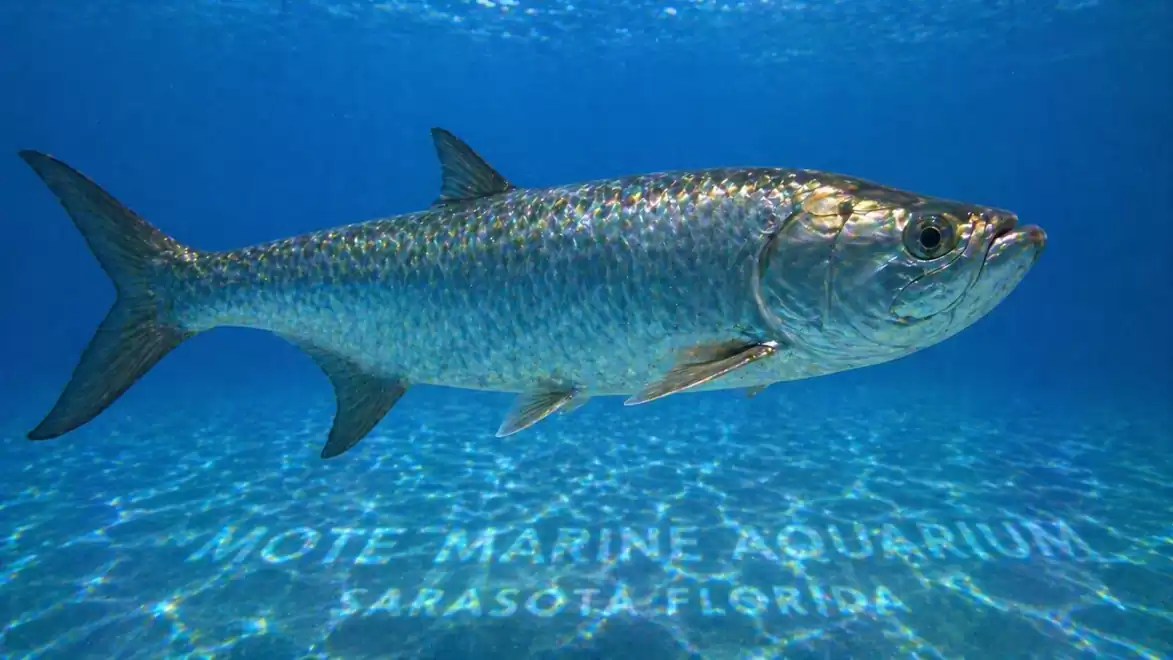 A large fish swims in the clear waters of the Mote Marine Aquarium in Sarasota, Florida. The sun reflects on its shiny skin.