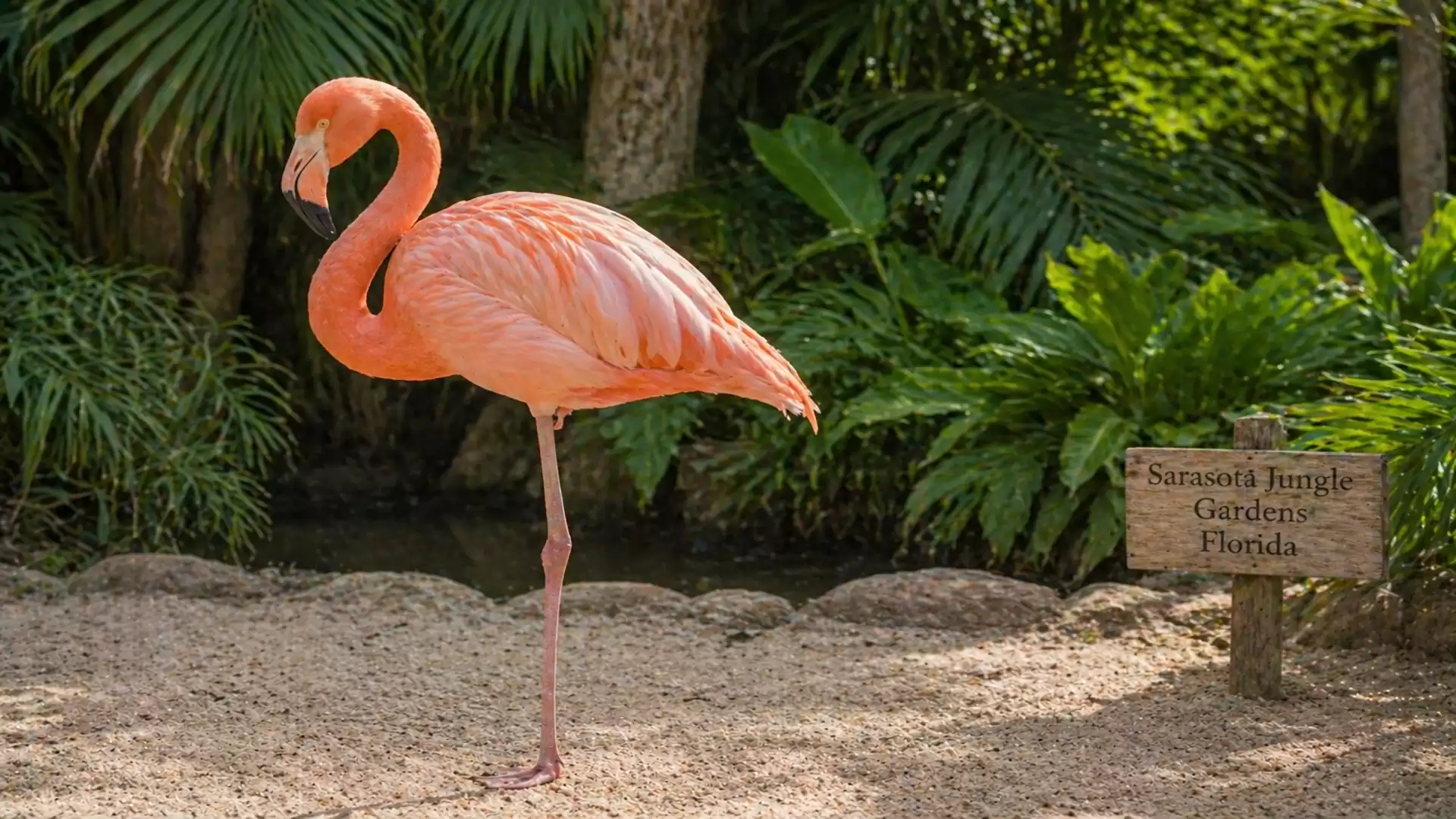 A pink flamingo stands on one leg against a lush background of tropical plants in the Sarasota Jungle Gardens, Florida.