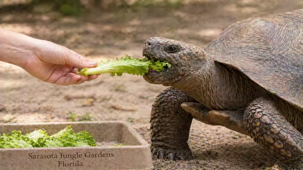 A large tortoise is being fed green lettuce by a hand. The tortoise is eagerly eating from the hand next to a bowl with more lettuce.