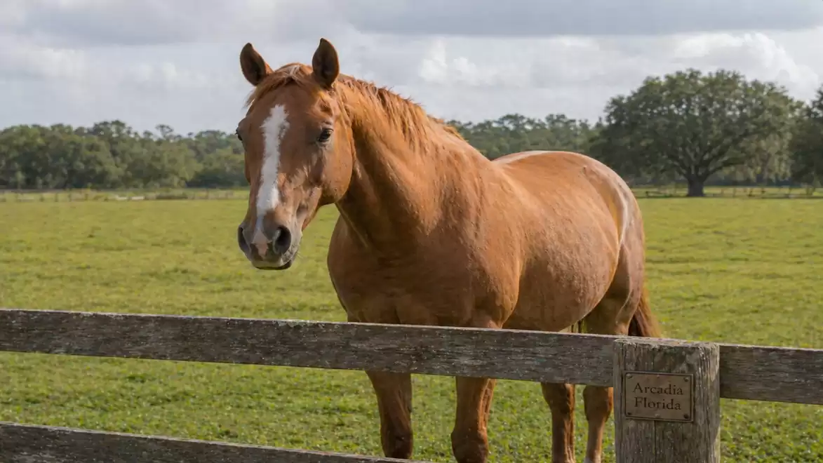 A brown horse stands near a wooden fence in a green pasture under a cloudy sky.