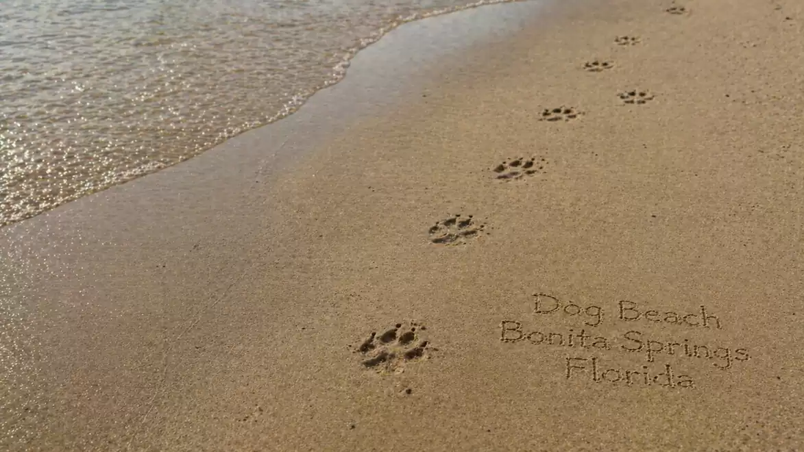 Dog paw prints in the sand at the beach in Bonita Springs, Florida, next to a receding wave.