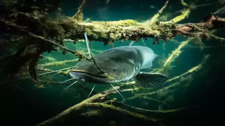 A large catfish swims through an underwater tangle of branches and plants.