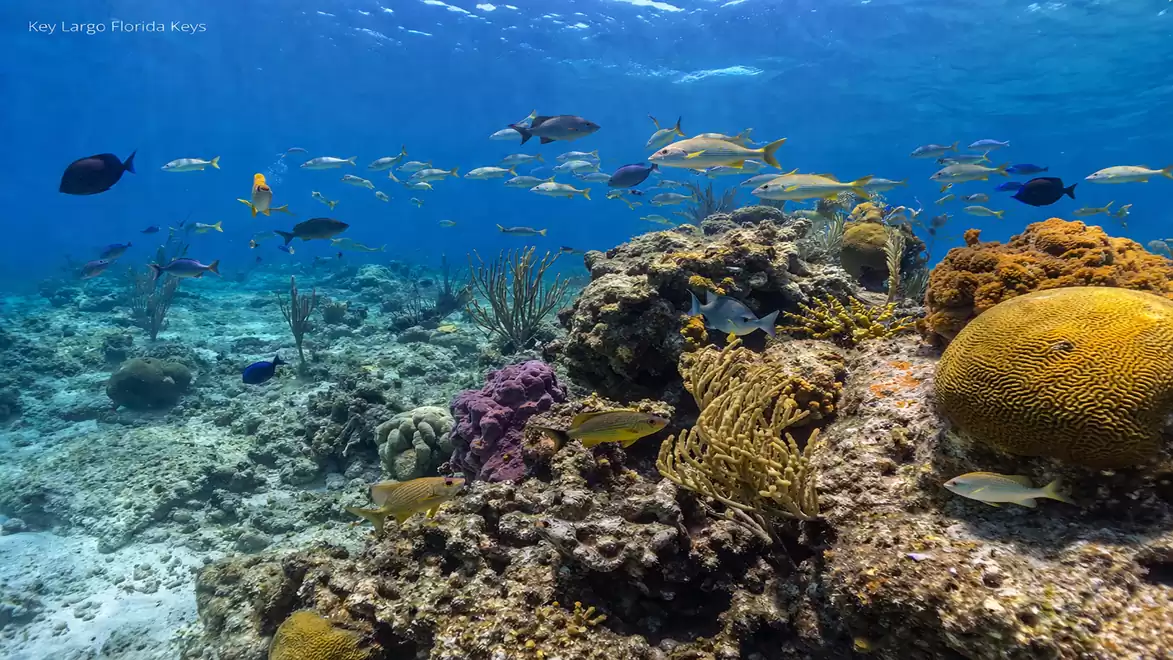 Underwater view of a coral reef with colorful fish in Key Largo, Florida Keys.