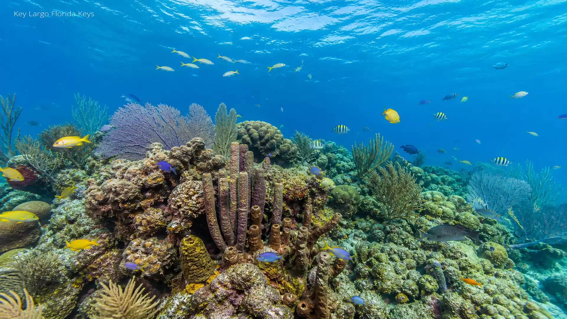 A vibrant coral reef underwater, featuring colorful fish and lush marine life.