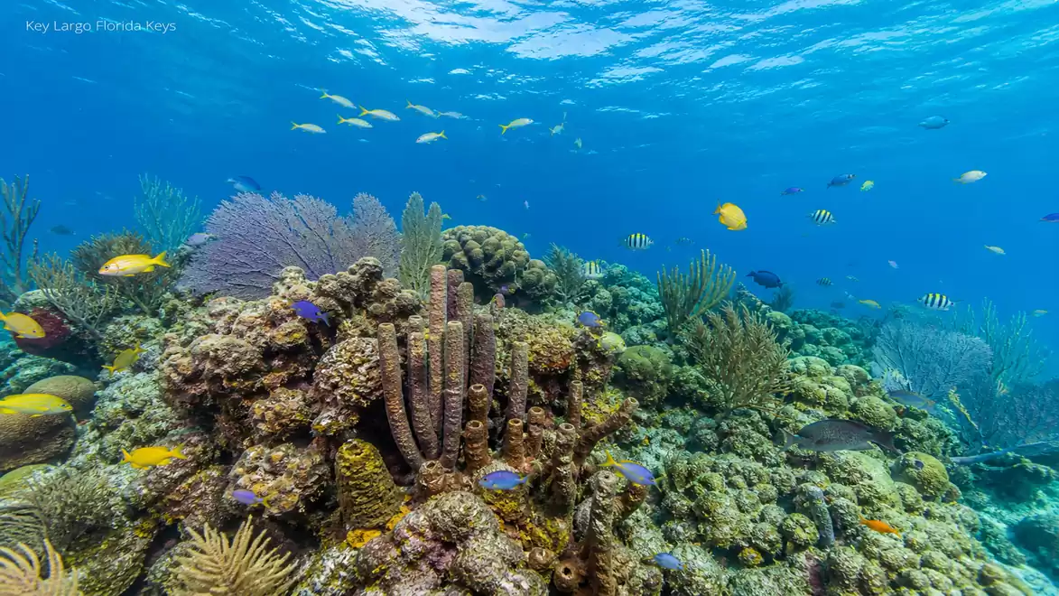 A vibrant coral reef underwater, featuring colorful fish and lush marine life.