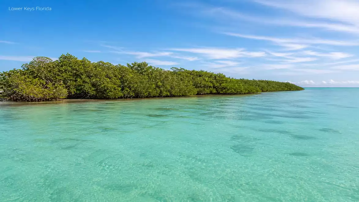 Crystal clear turquoise sea water with a lush green mangrove island in the background under a blue sky.
