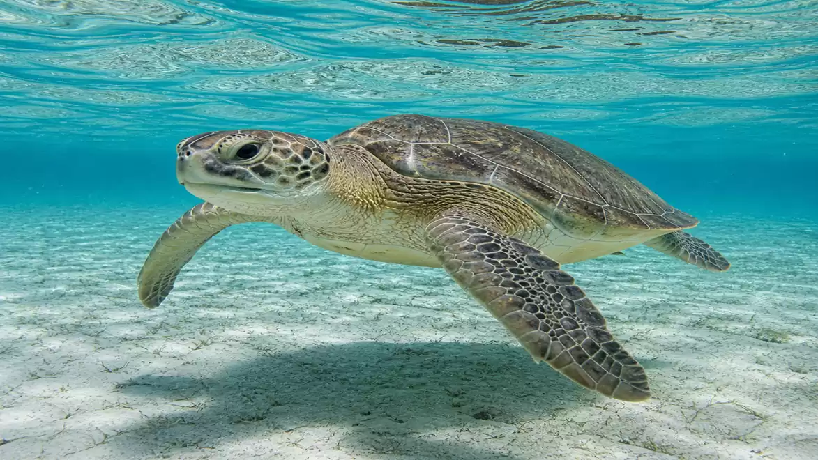 Sea turtle swimming in clear blue water over sandy bottom.
