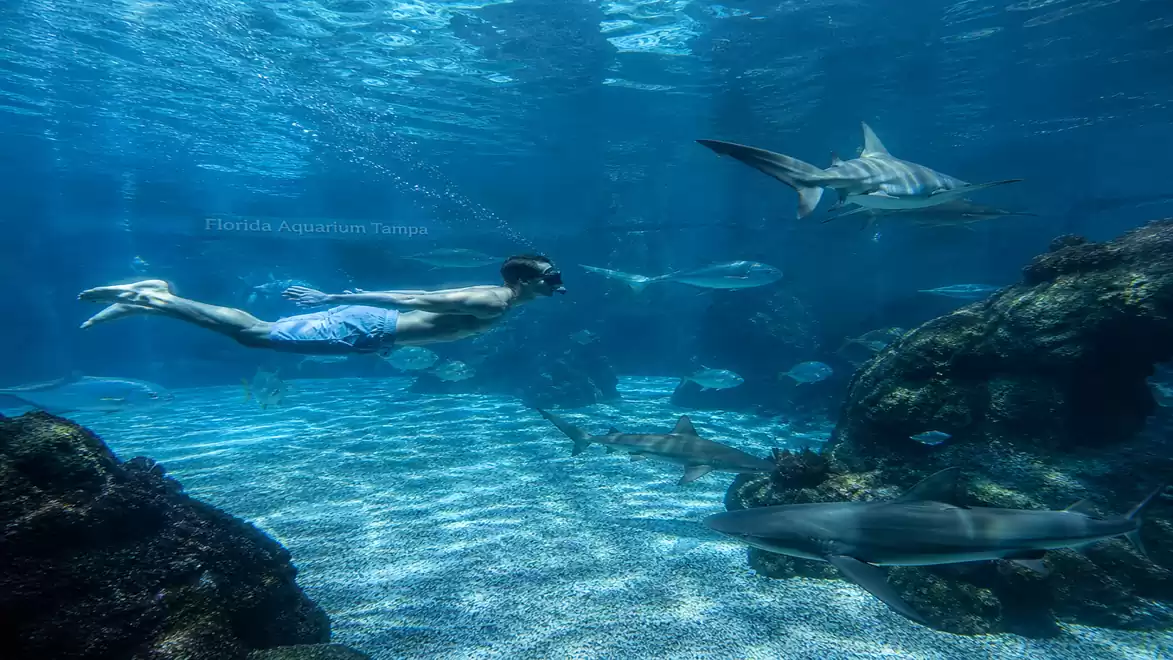 Man snorkeling underwater in an aquarium, surrounded by multiple sharks and coral reefs.