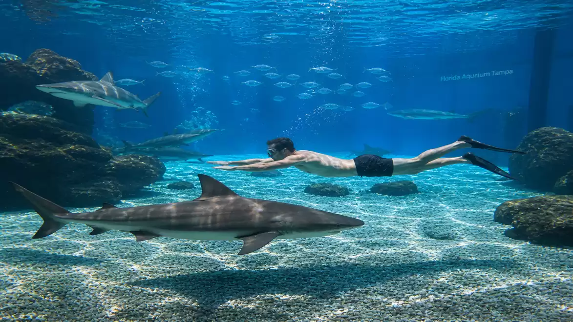 A man swims in a large aquarium with several sharks. He is wearing swim trunks and fins, gliding through the water alongside the sharks.