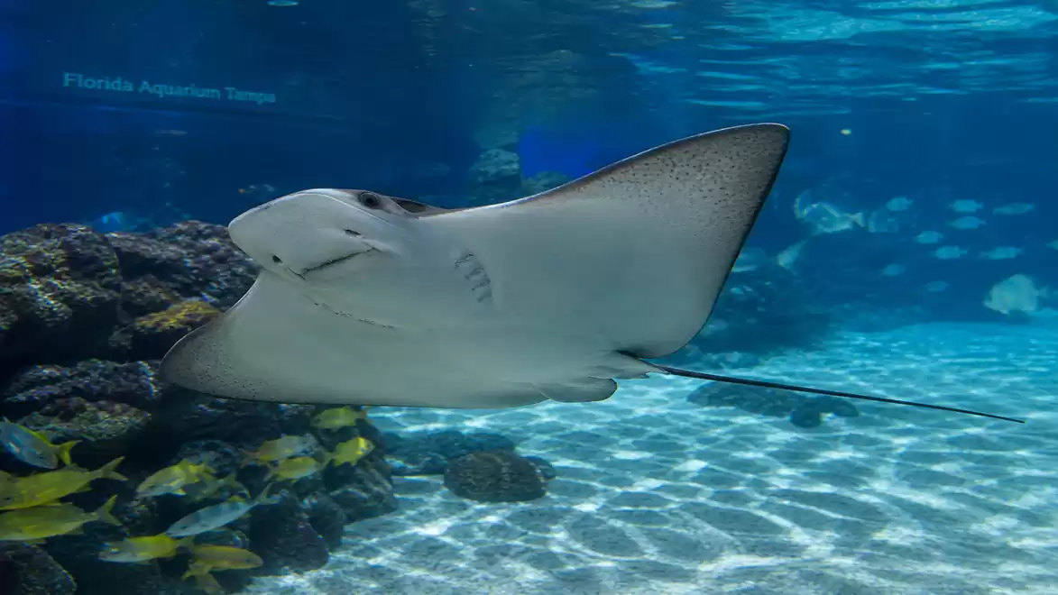 An elegant stingray swims in an aquarium, surrounded by colorful fish and corals, under a clear blue watery sky.