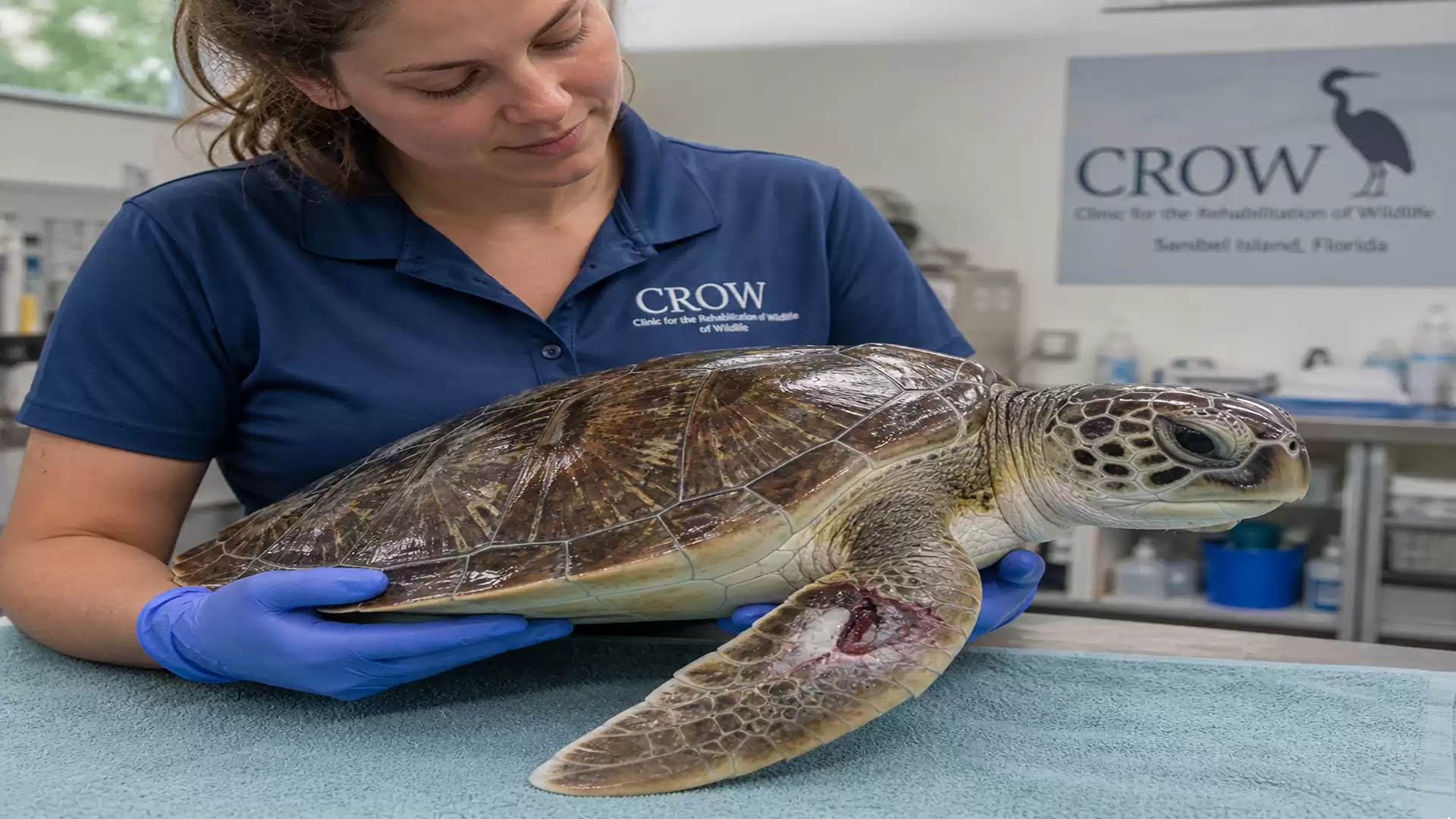 An animal caretaker in a veterinary clinic holds an injured turtle. The turtle is lying on a blue cloth, and clinic equipment is visible in the background.