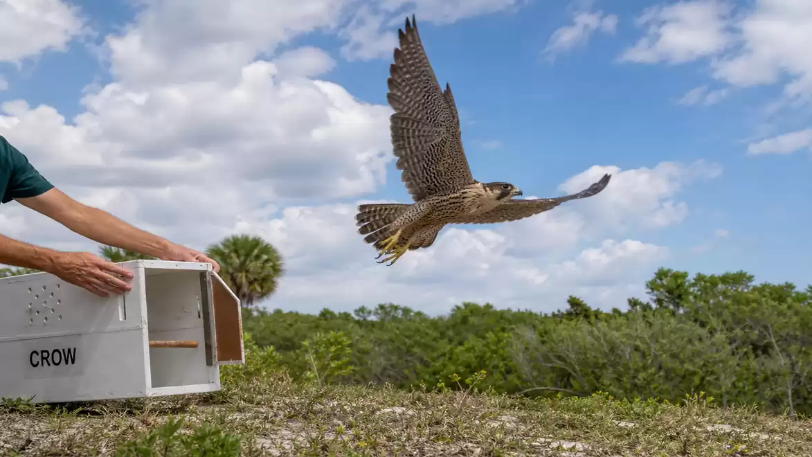 A falcon is released into the wild, soaring majestically over a green landscape. In the background, a blue sky with clouds is visible.