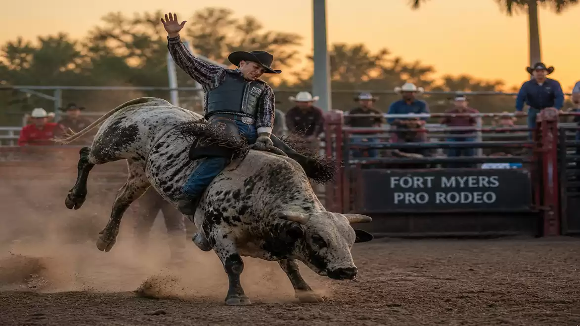 A rodeo rider balances on a bucking bull at sunset during the Fort Myers Pro Rodeo.