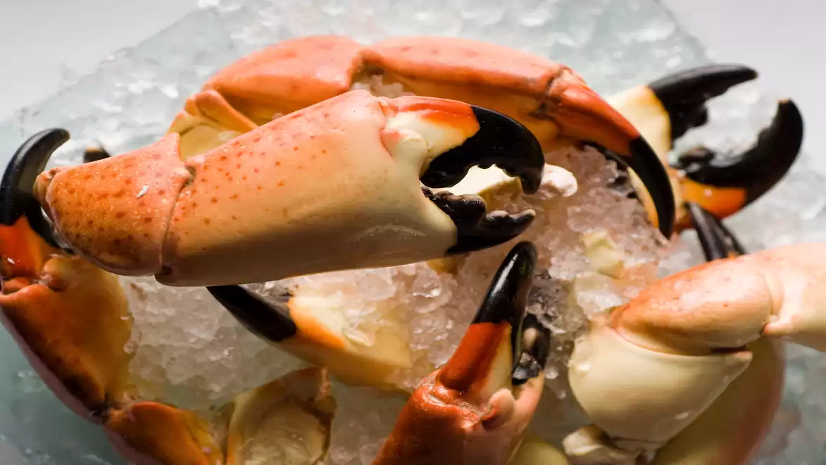 Fresh crab claws served on ice, perfect for seafood lovers.
