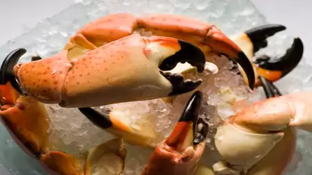 Fresh crab claws served on ice, perfect for seafood lovers.