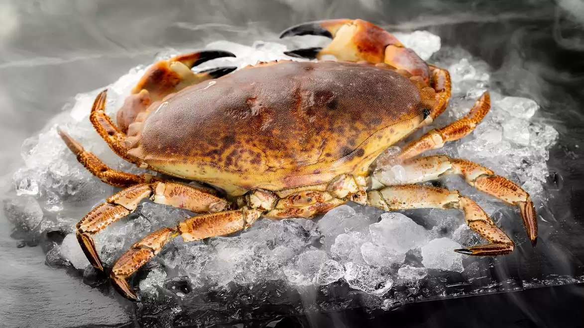 Large crab on a bed of ice.