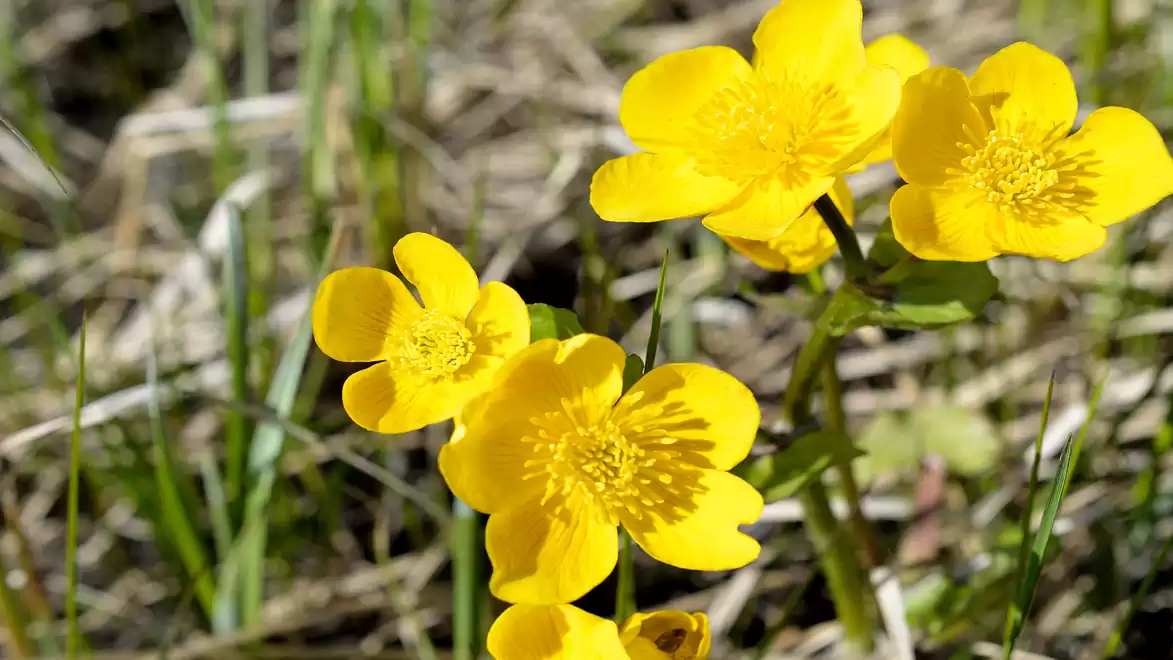 Bright yellow flowers in a meadow on a sunny day.