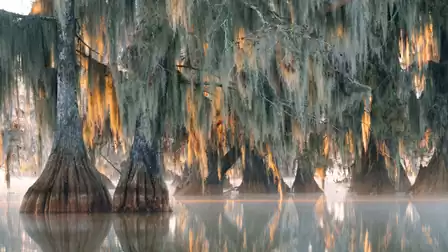 A mystical swamp with trees draped in dense moss reflecting in the still water.