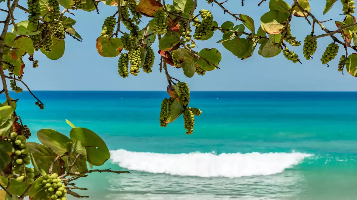 Beach with turquoise sea and leafy branches in the foreground on a sunny day.