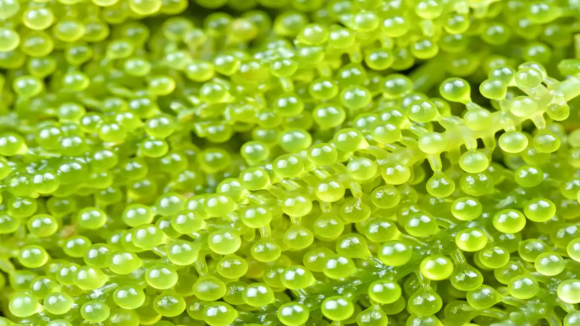 Close-up of green sea grapes with glowing small spheres resembling caviar.