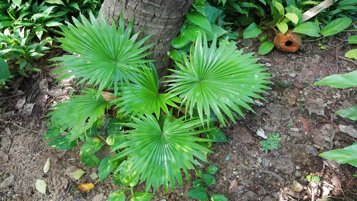 Green fan palm leaves next to a tree trunk in a garden.