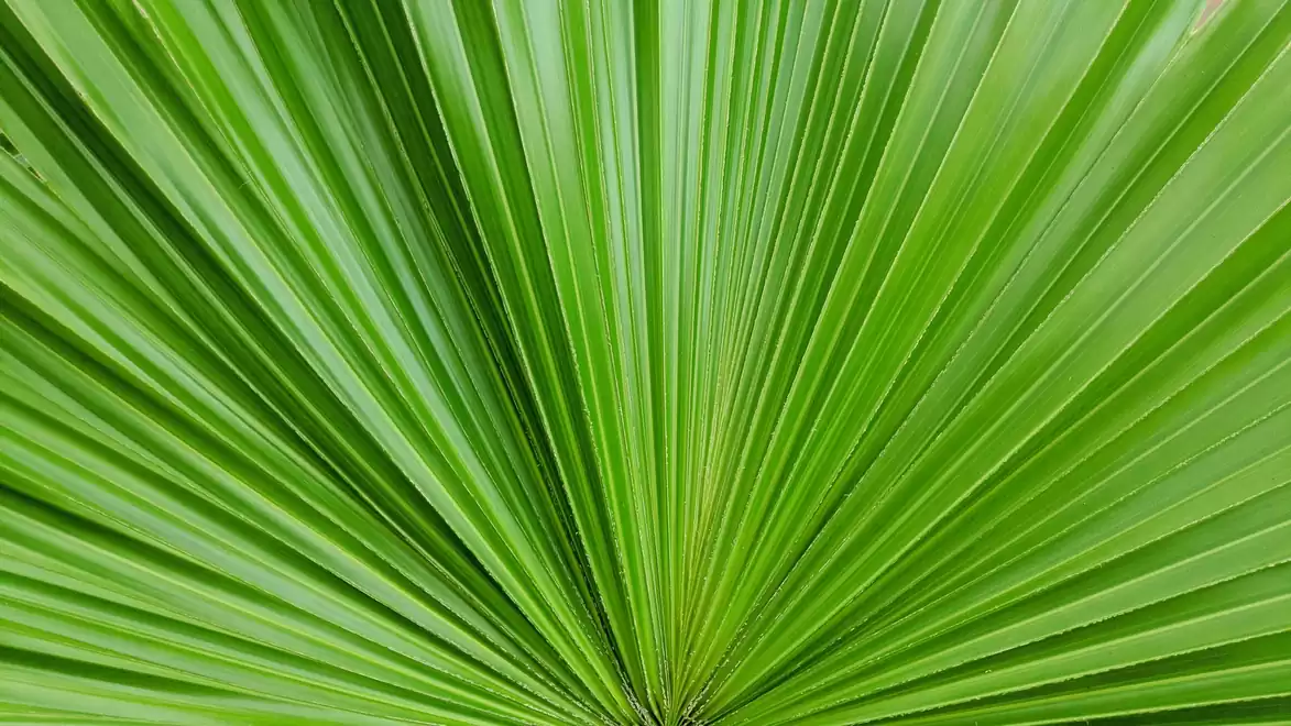 Close-up of a green palm leaf with a fan-shaped structure.