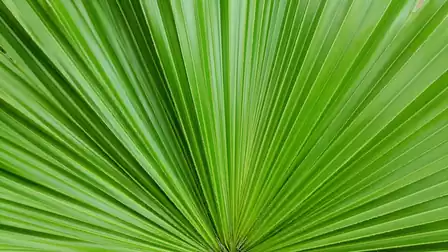 Close-up of a green palm leaf with a fan-shaped structure.