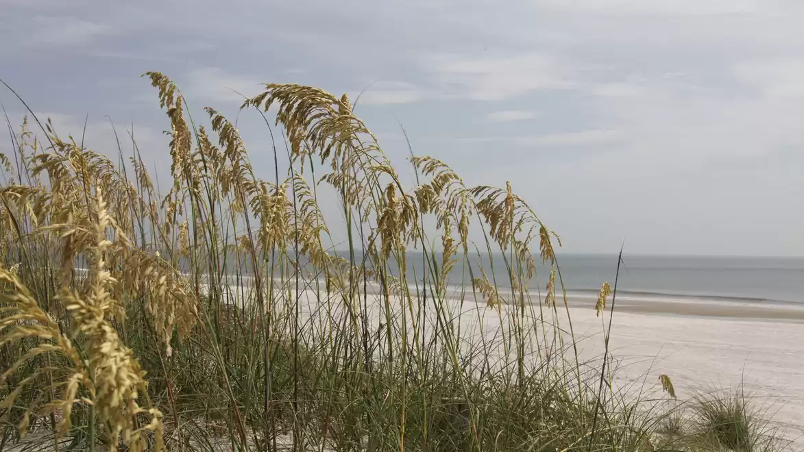 Sand dunes with grass and a view of the sea under a lightly cloudy sky.
