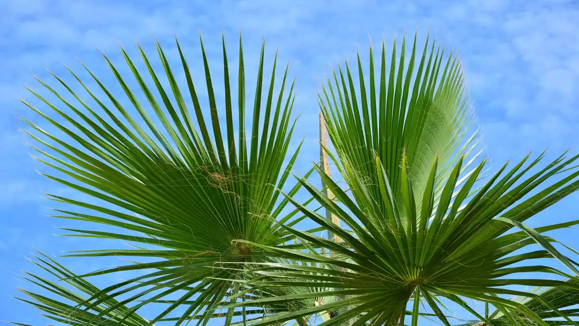 Green palm leaves against a blue sky.