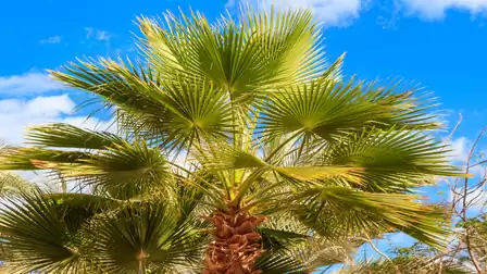 Palm tree under a blue sky with white clouds.