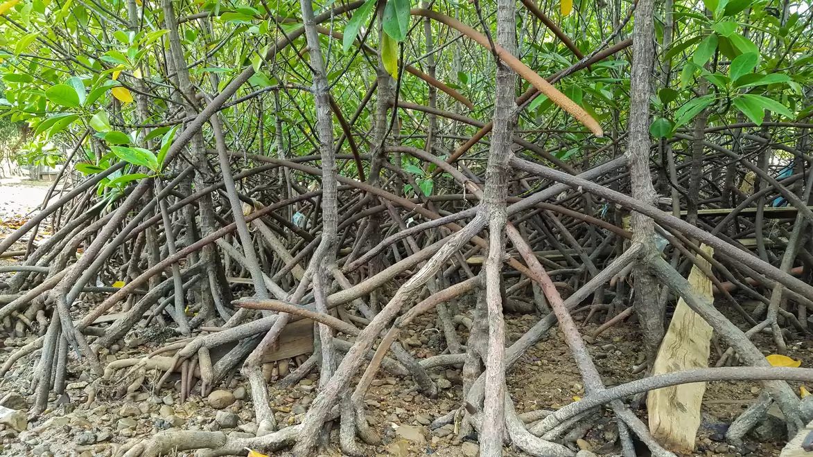 Dense mangrove trees with exposed roots in a swampy area.